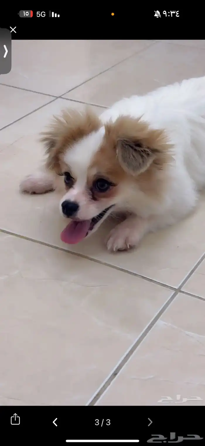 كلب مالتيز للبيع عمره 3 شهور 0