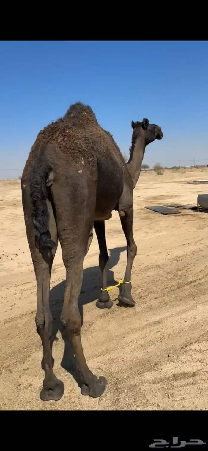 ناقه رباع او سديس ولقحه في شهرين طبعه زين وا مبروكه وهاديه 0