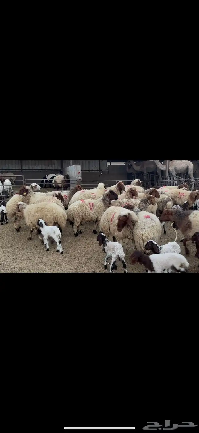 غنم نعيم متابيع . 1