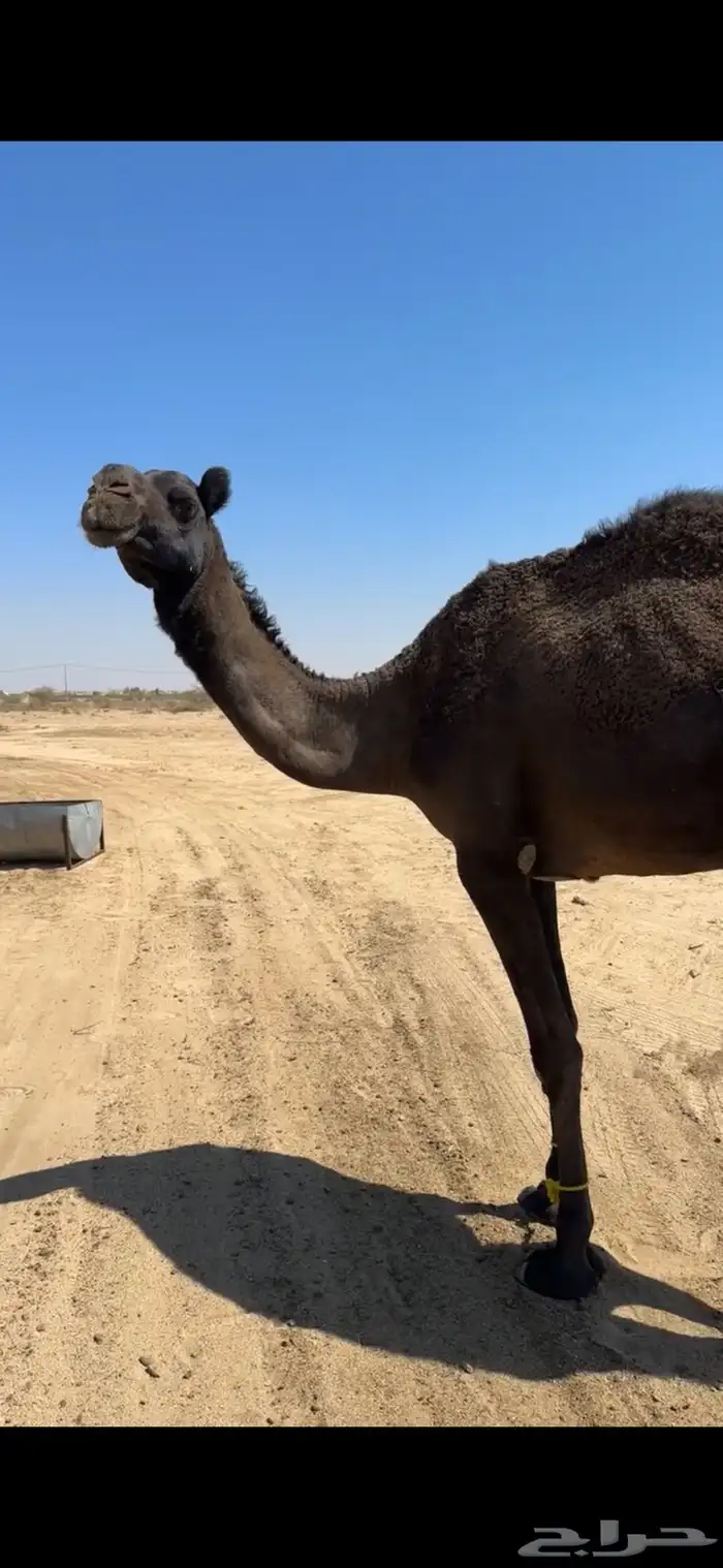 ناقه رباع او سديس ولقحه في شهرين طبعه زين وا مبروكه وهاديه 5