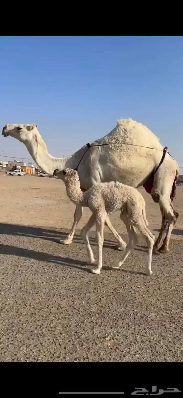 خلفه وضحا حدرها بكره كفو 0