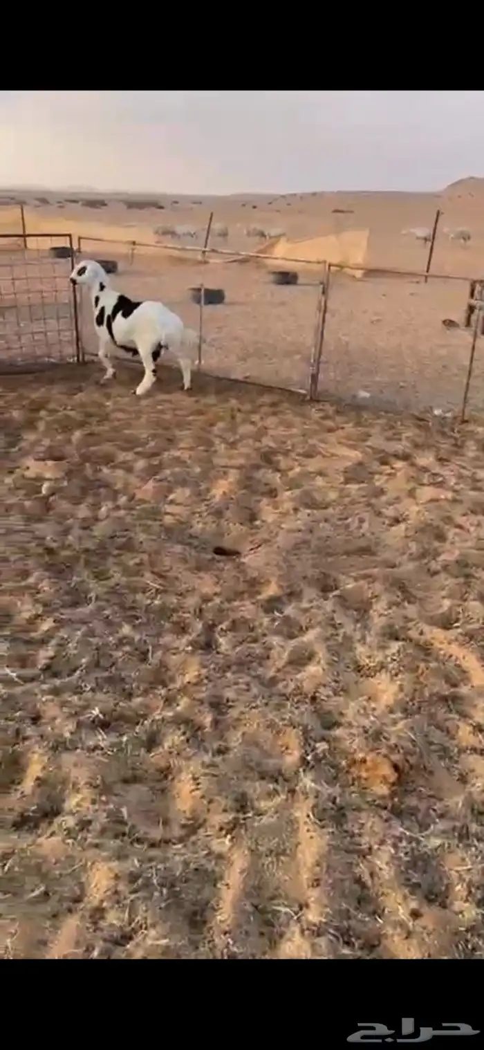 خروف مشروك عمره 4 شهور ونص فل الفل مغلق شحم ونظيف 1