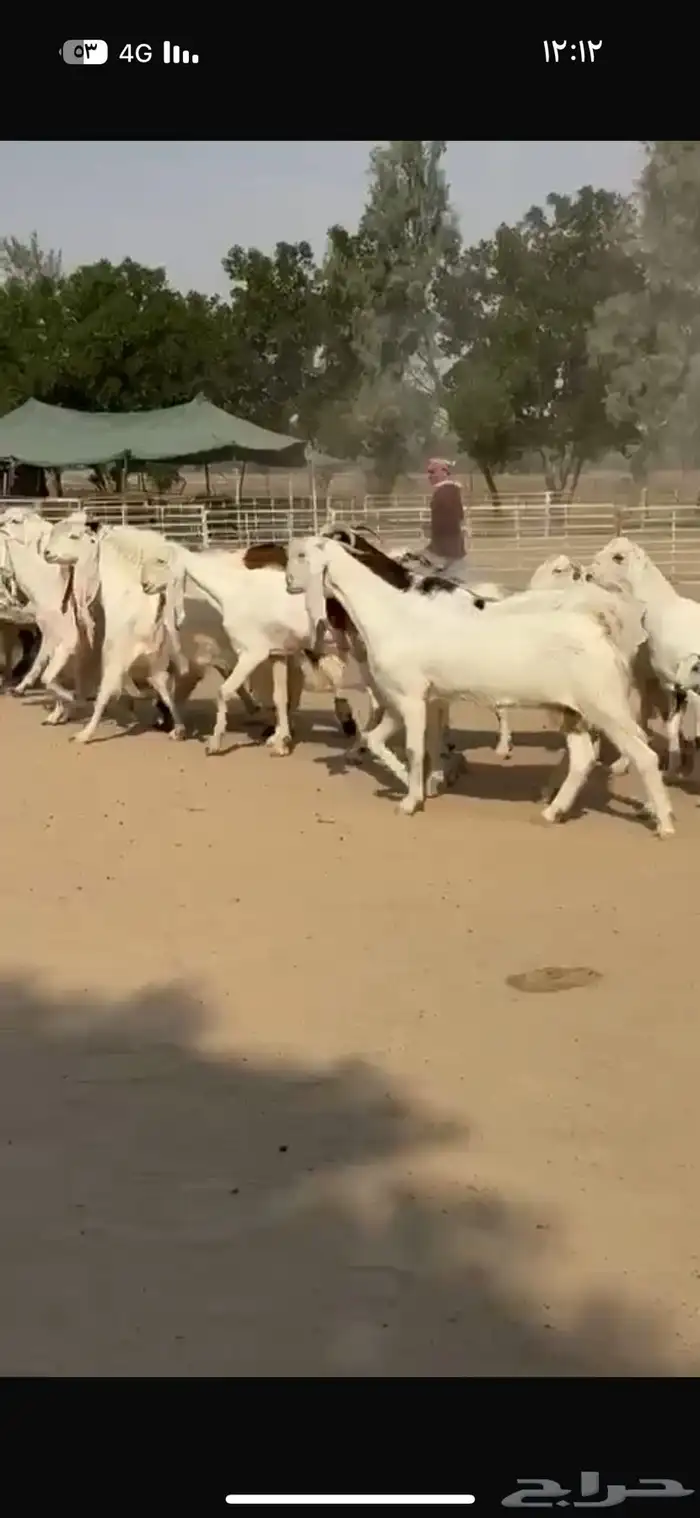 معزا هولنديات فاخره 8