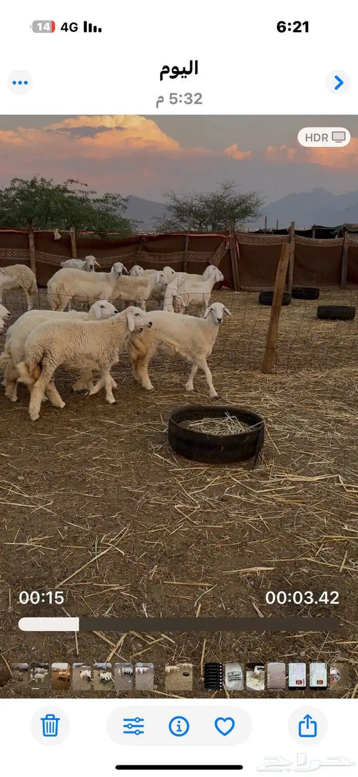 رخال صنف مقاني مضربات 0