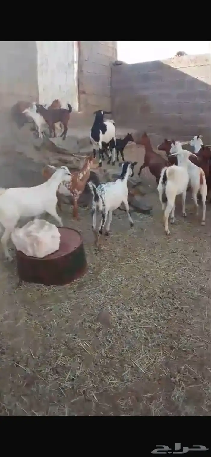 معزا حص جبرات واسنان ومشروطه من جميع العذاريب 6