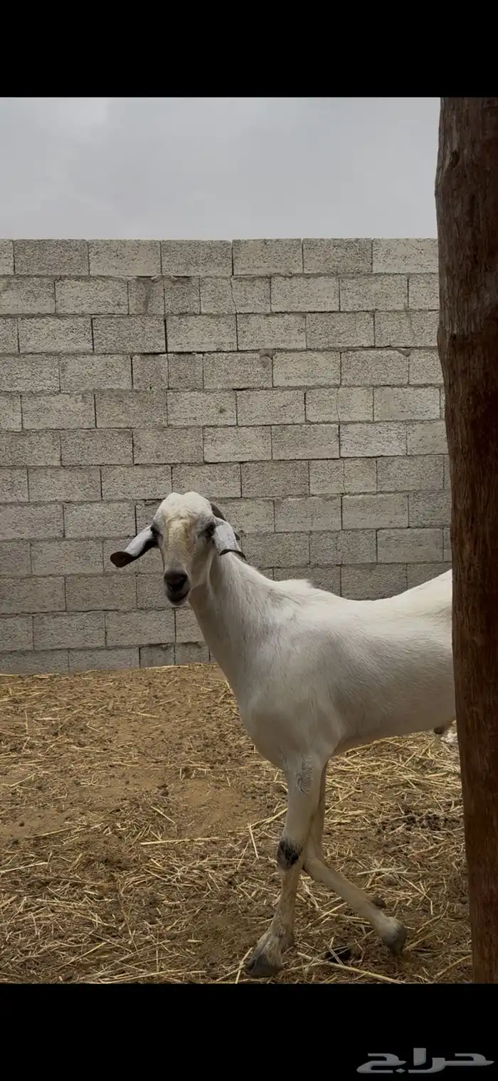 اذكرو الله وصلو على النبي اعرض لكم 0