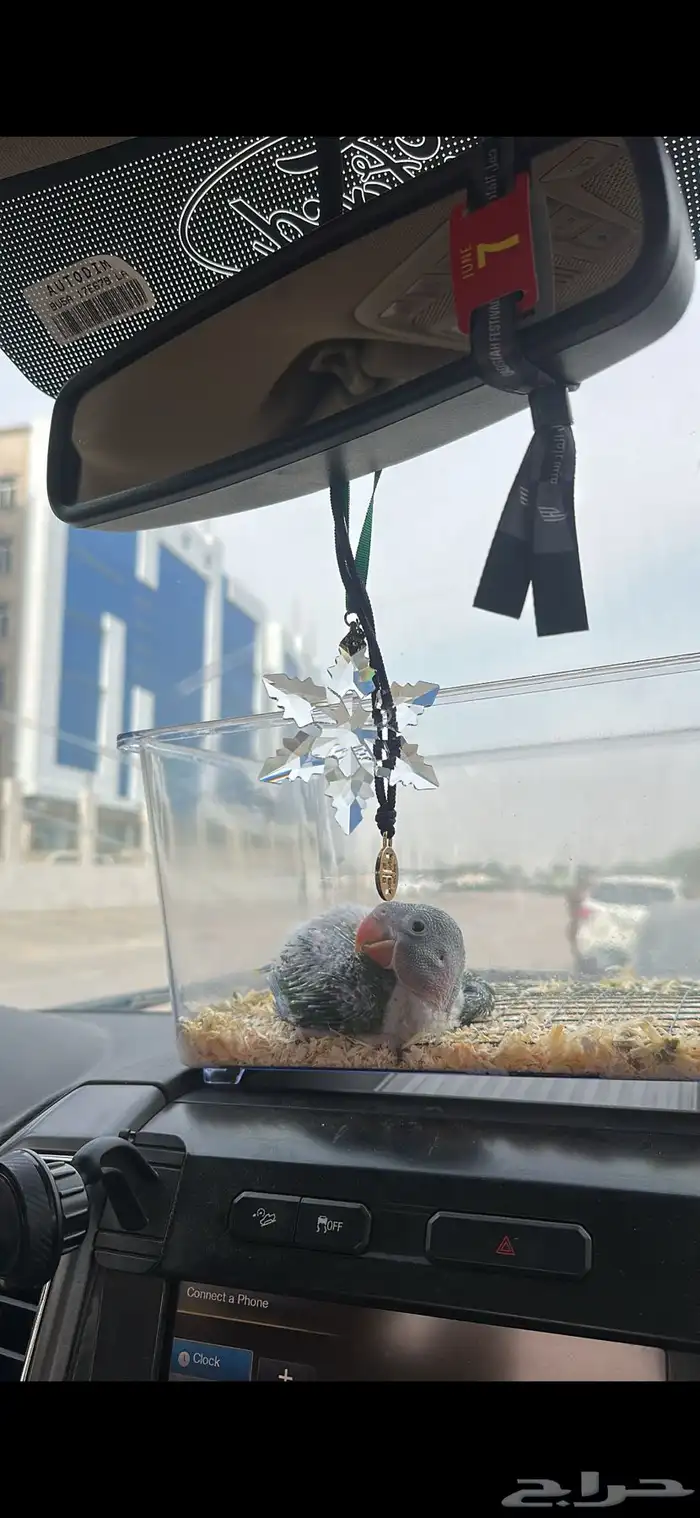 دره نيبالي 7