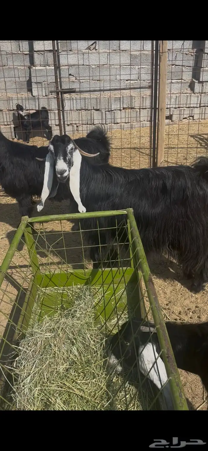 عنز عارضيه صنف جرم تم البيع 0