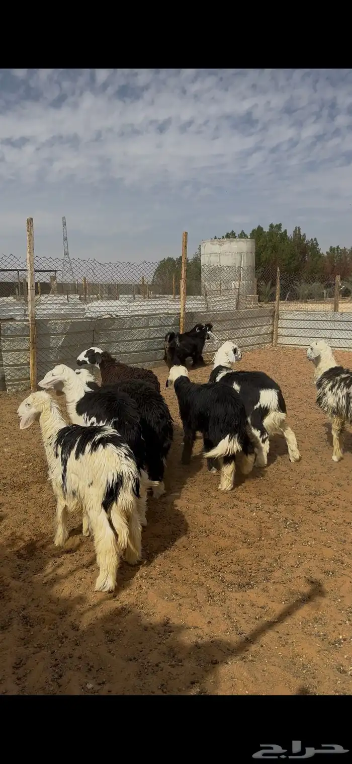 طليان ذبايح نجدي الخرج 3