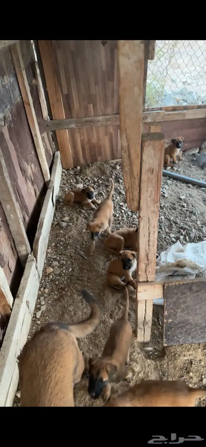 جرو مالينو هجين 2