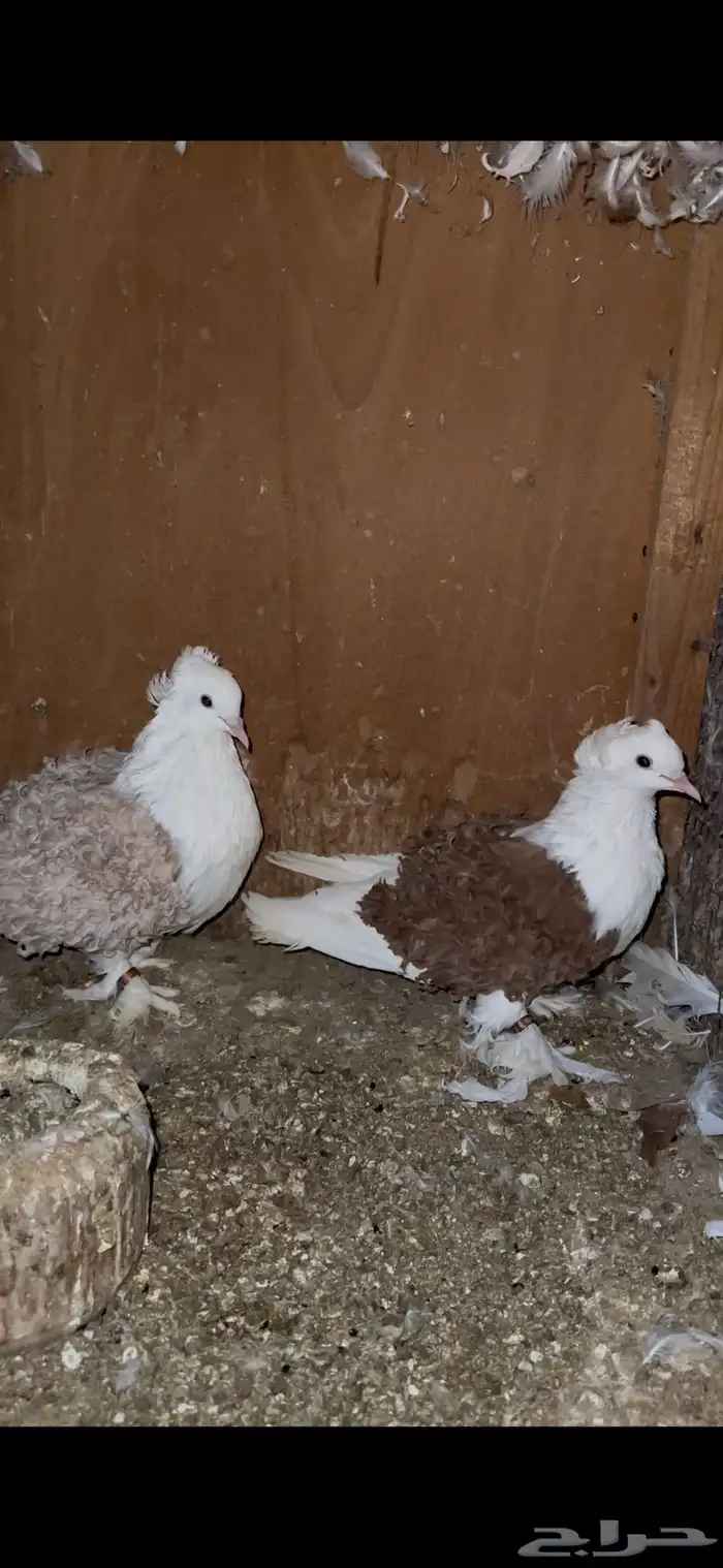 حمام سوداني و زوج مفتل 3