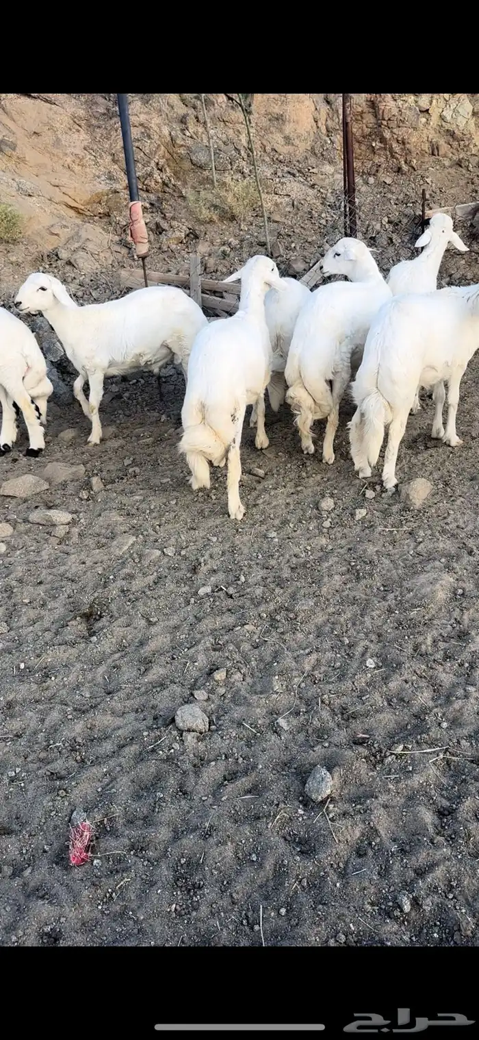 خرفان نظاف وسمان 2