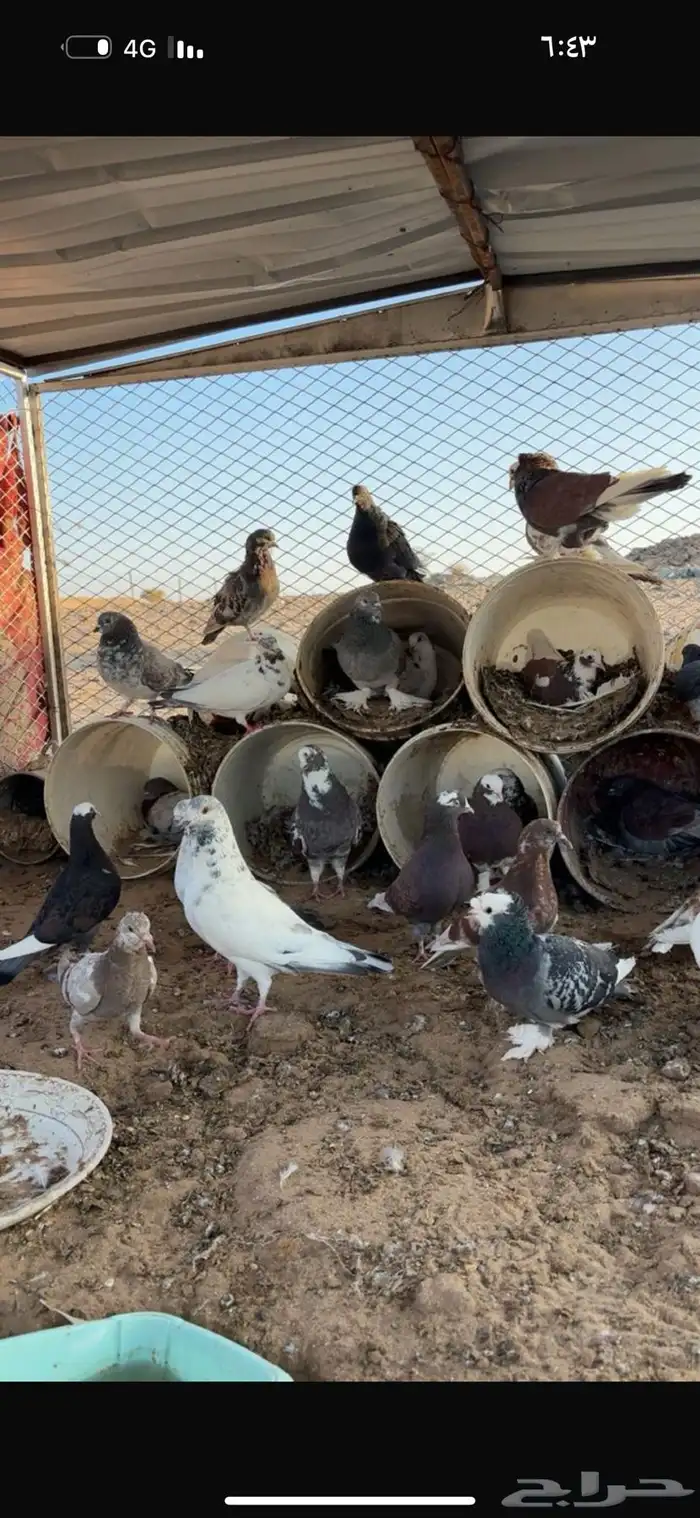 حمام البيع الموقع تثليث 2