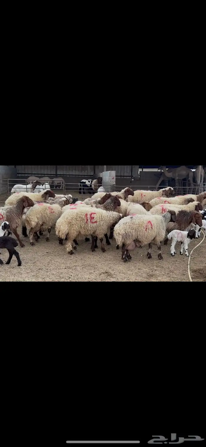 غنم نعيم متابيع . 7