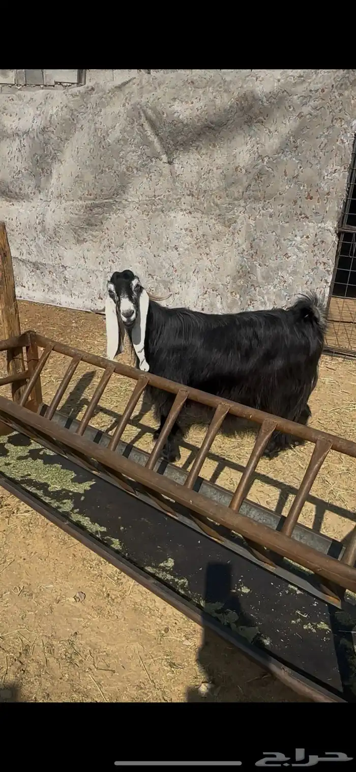 عنز عارضيه صنف جرم تم البيع 4