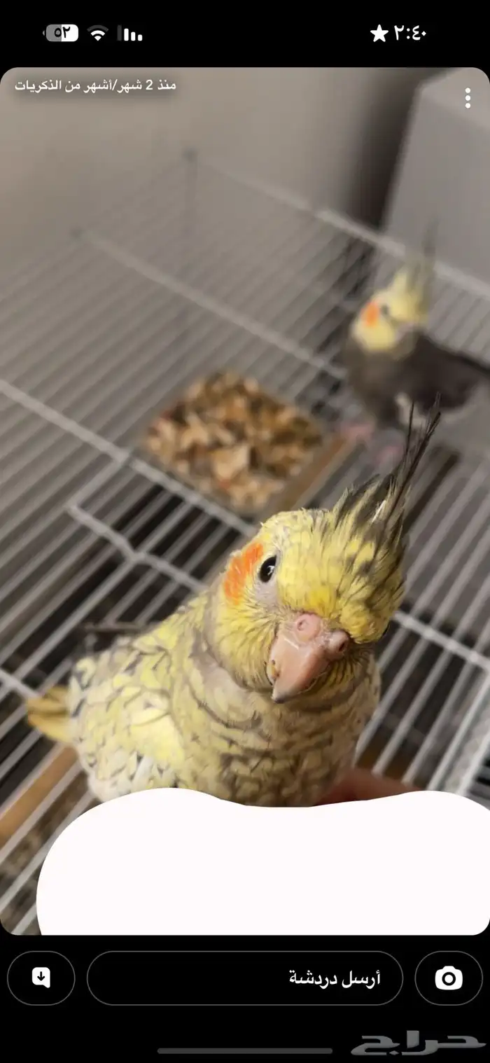 كروان كوكتيل مفقود اللي يحصله يتصل علينا ويبشر بالخير الليف 0