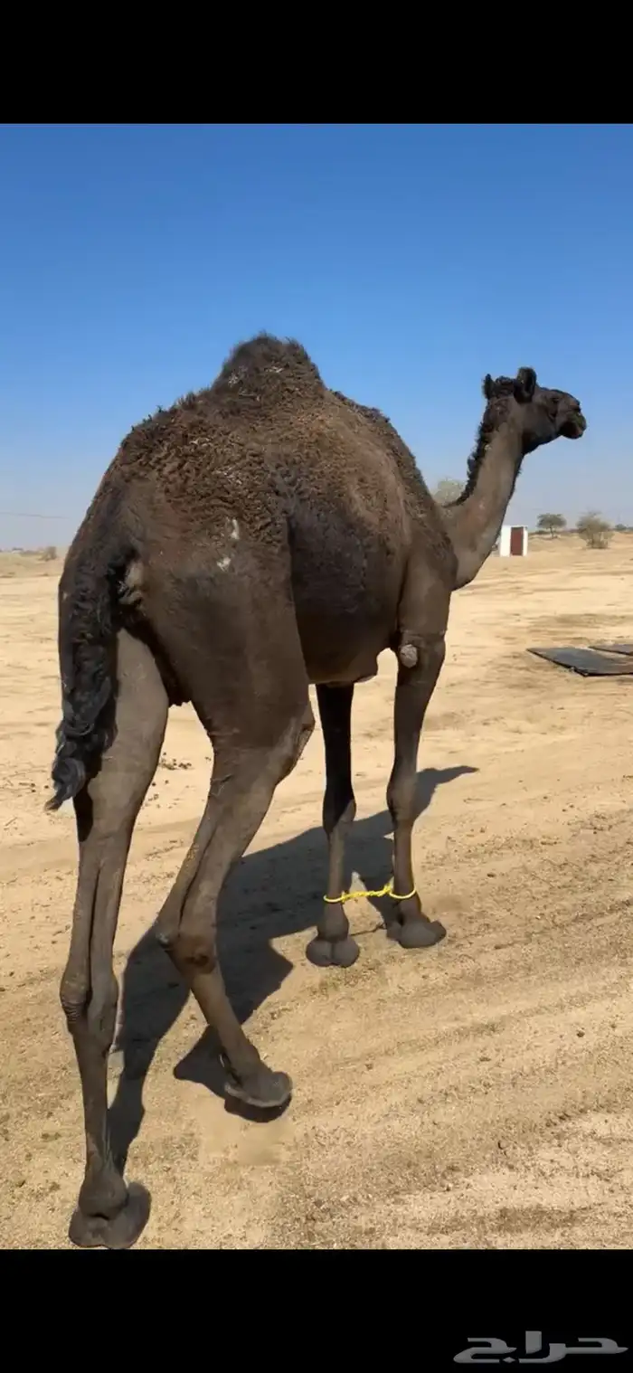 ناقه رباع او سديس ولقحه في شهرين طبعه زين وا مبروكه وهاديه 15