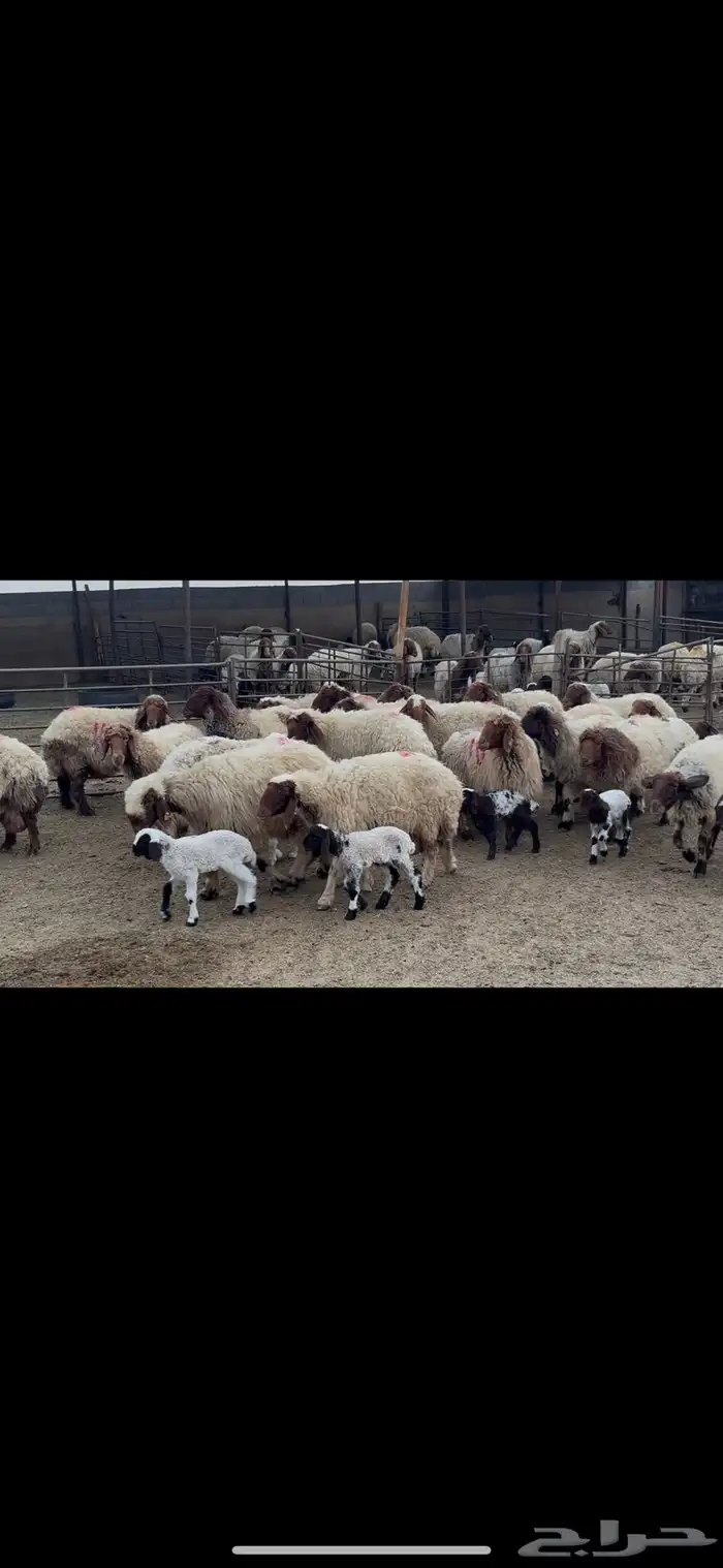 غنم نعيم متابيع . 19