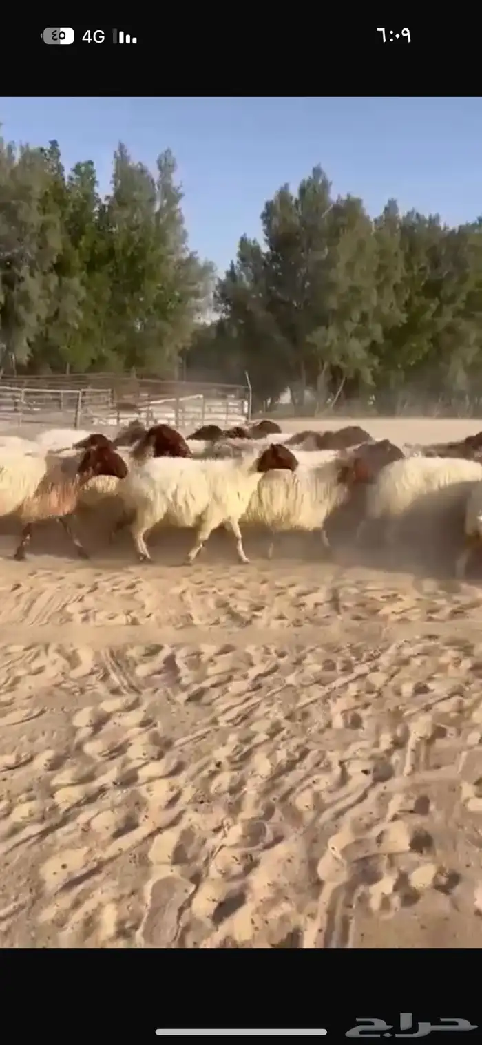 غنم نعيم طيبه للبيع 6