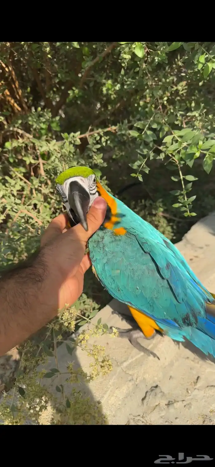 مكاو بلو اند قولد 3