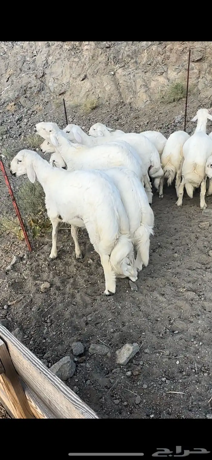 خرفان نظاف وسمان 0