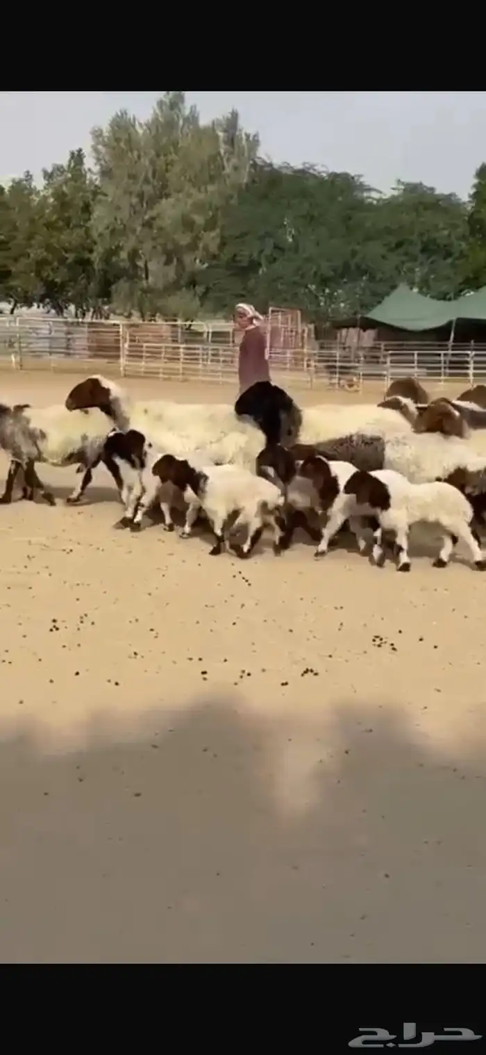 رغايث نعيم فاخره 4