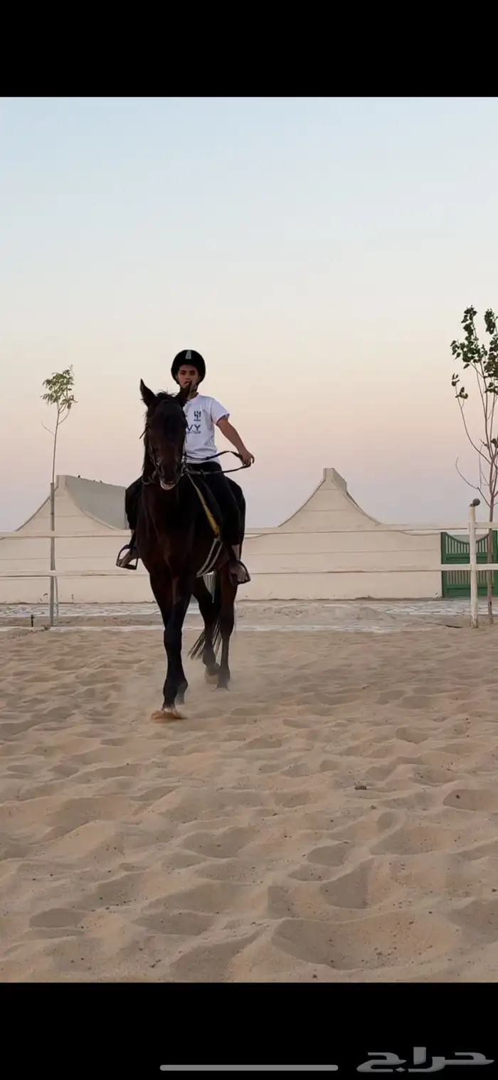 تم فتح التسجيل للتدريب على ركوب الخيل 4