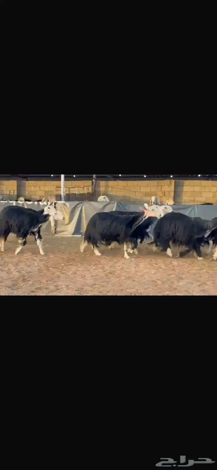 عرض بيع ثنوات وربعيات فاخره 0