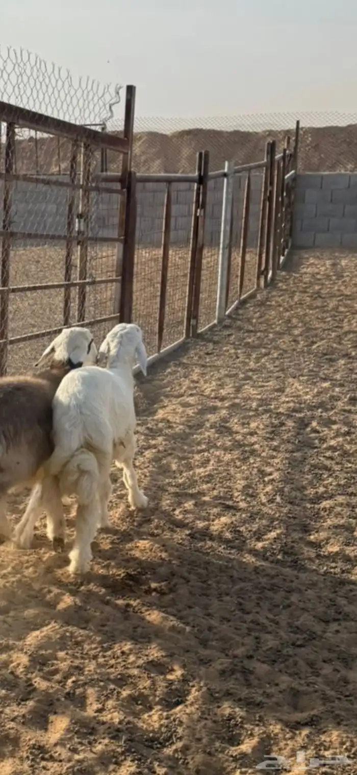 خرفان ذبايح 15