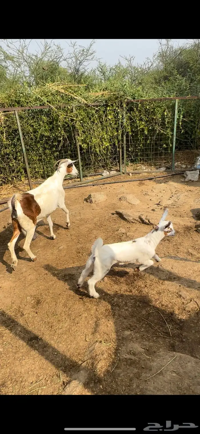 شاه منوة المقني جرم وجنب تحتها انثى جامع شباب 1