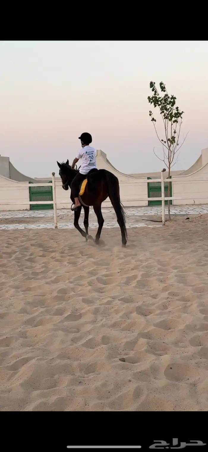 تم فتح التسجيل للتدريب على ركوب الخيل 5