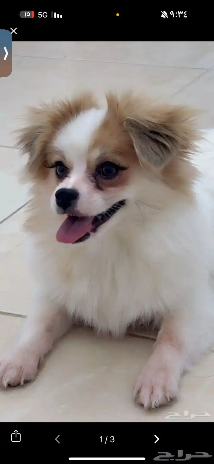 كلب مالتيز للبيع عمره 3 شهور 2