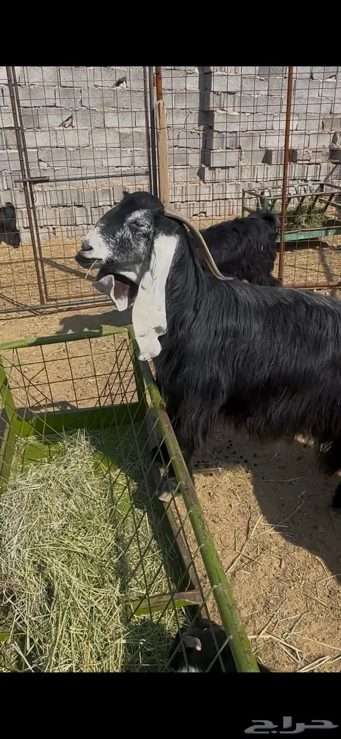 عنز عارضيه صنف جرم تم البيع 1