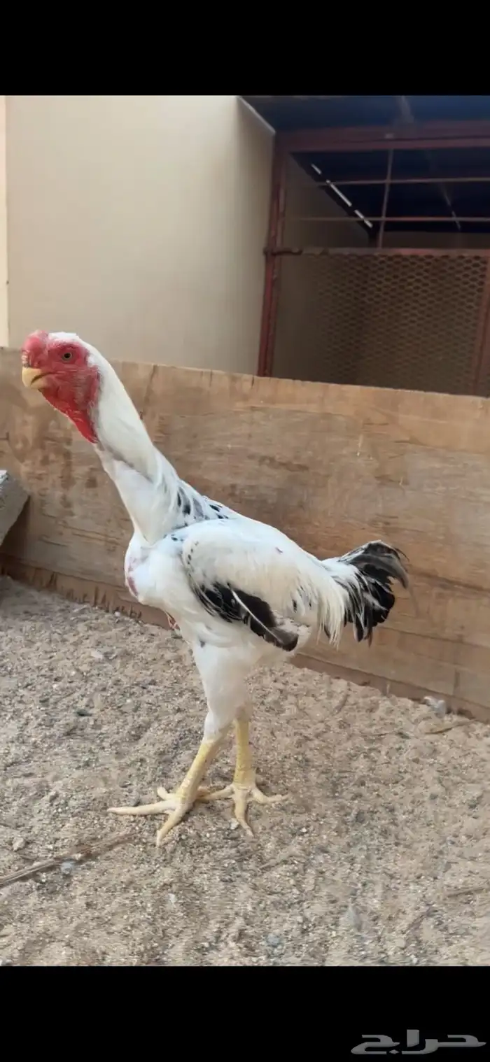 ديك فارسي للبيع 1