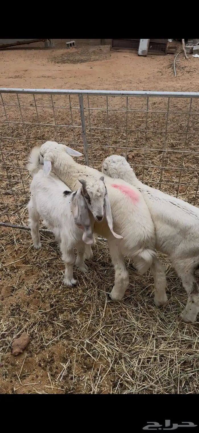 تيوس وحري لباني وبربري جمله وتفريد 0