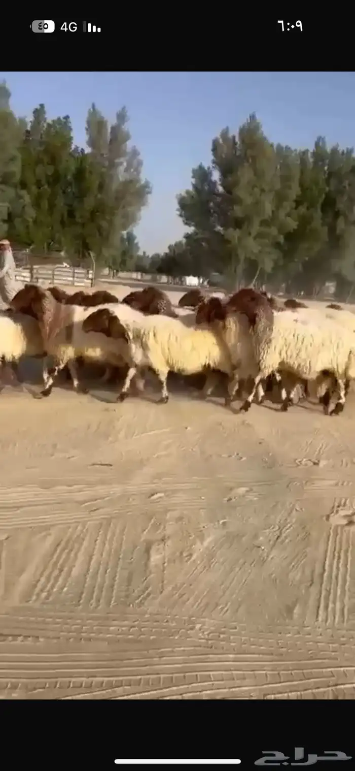 غنم نعيم طيبه للبيع 2