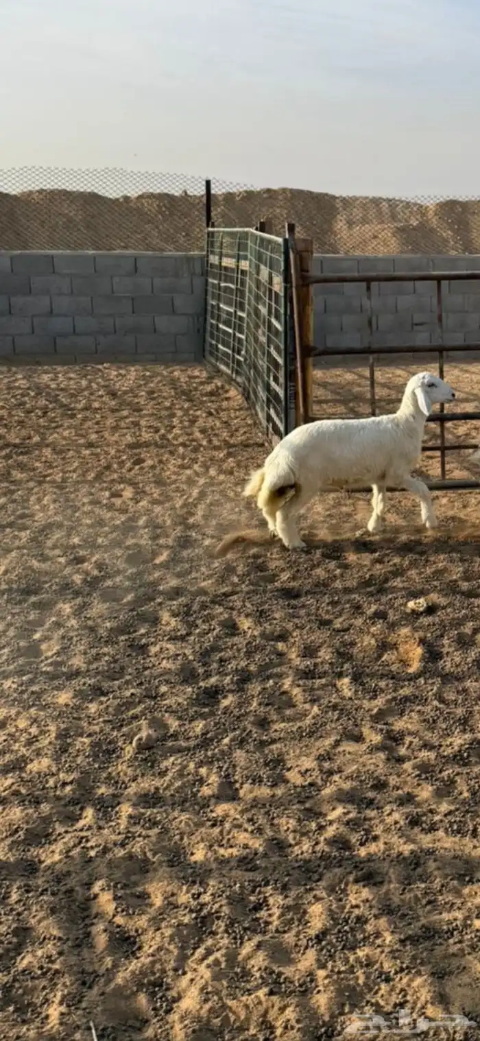 خرفان ذبايح 12