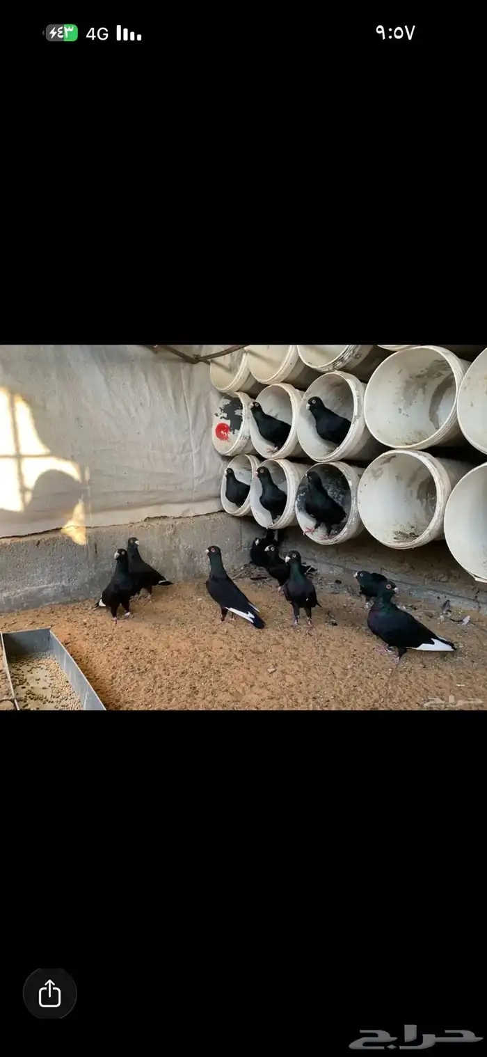 حمام مسويد 2