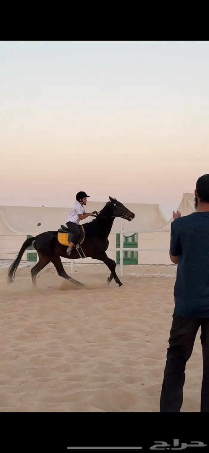 تم فتح التسجيل للتدريب على ركوب الخيل 7