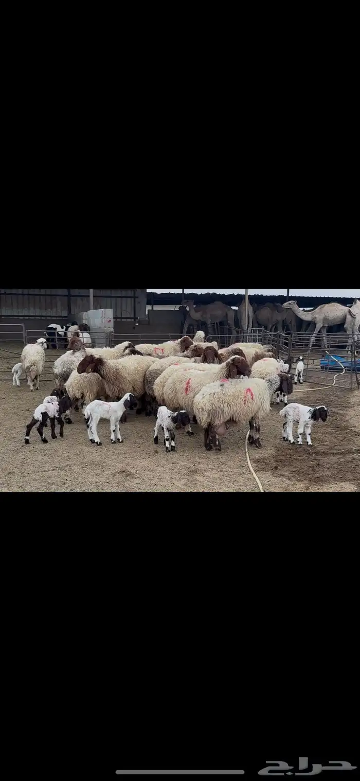 غنم نعيم متابيع . 4
