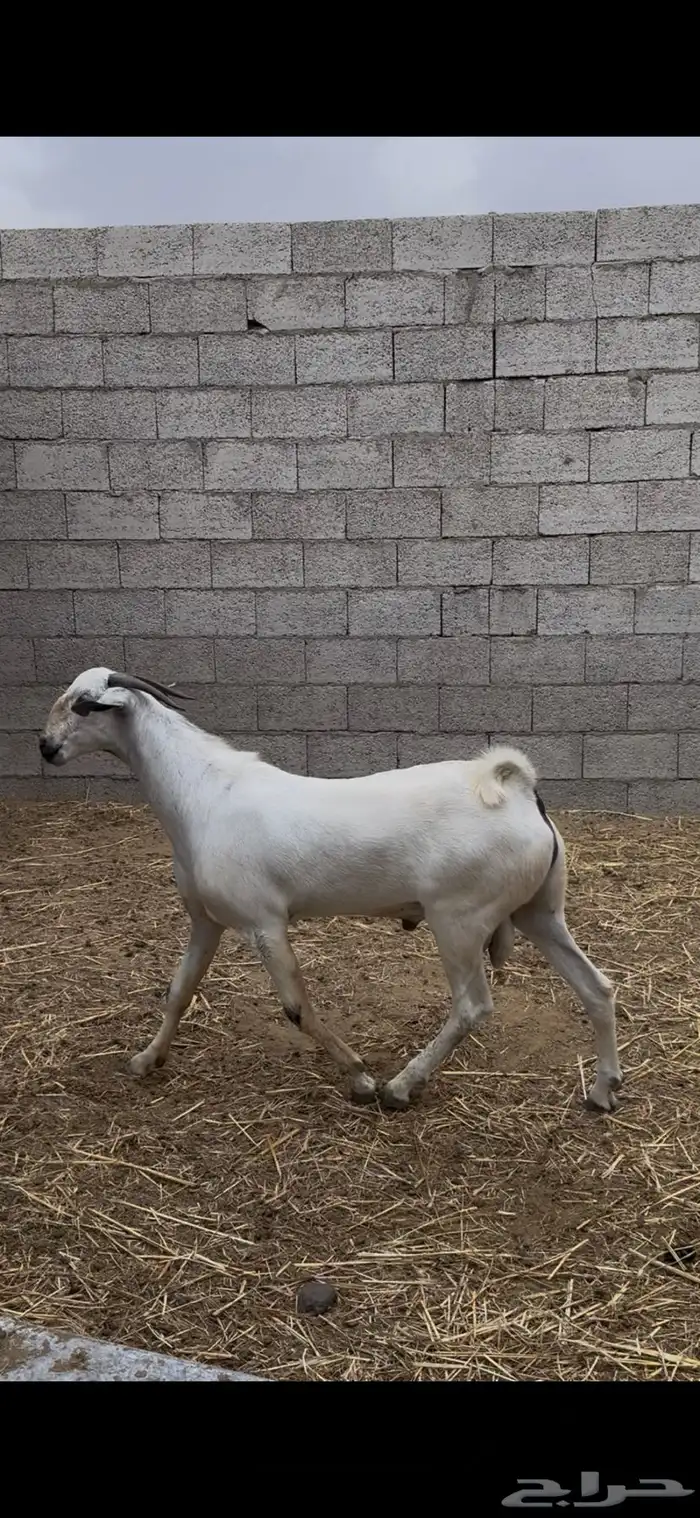 اذكرو الله وصلو على النبي اعرض لكم 2