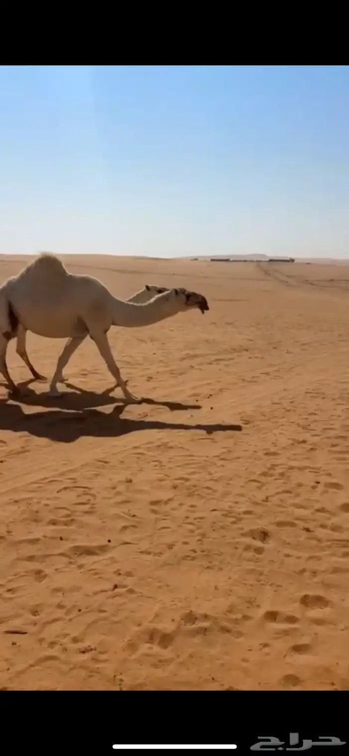 ذود فوق البدواه كفو 5