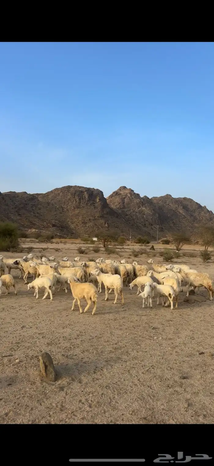 ضان العدد 33 يتبعها 13 1