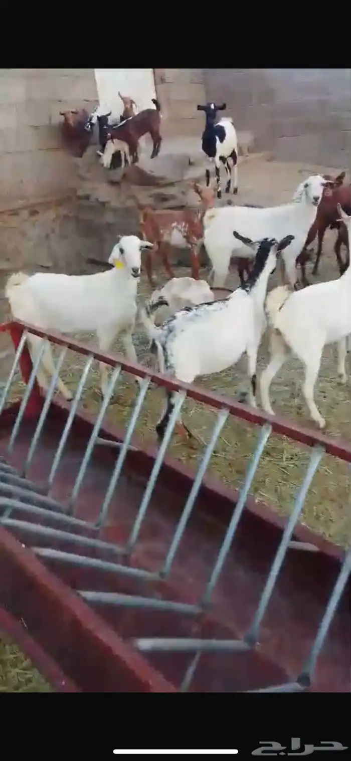 معزا حص جبرات واسنان ومشروطه من جميع العذاريب 7