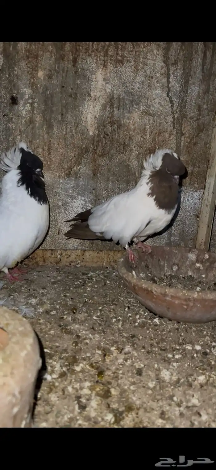 حمام سوداني و زوج مفتل 1