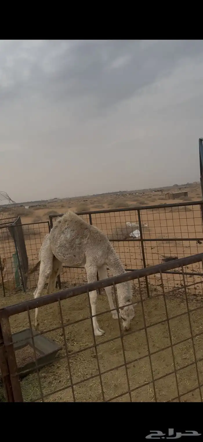 بكره حيسونية العمر 6 شهور 1