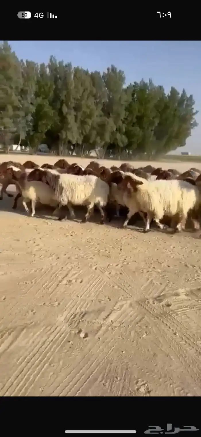 غنم نعيم طيبه للبيع 5