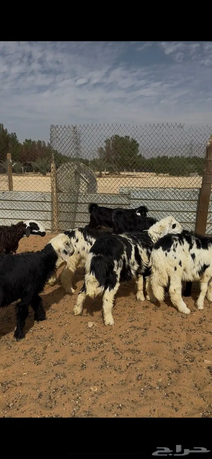 طليان ذبايح نجدي الخرج 0