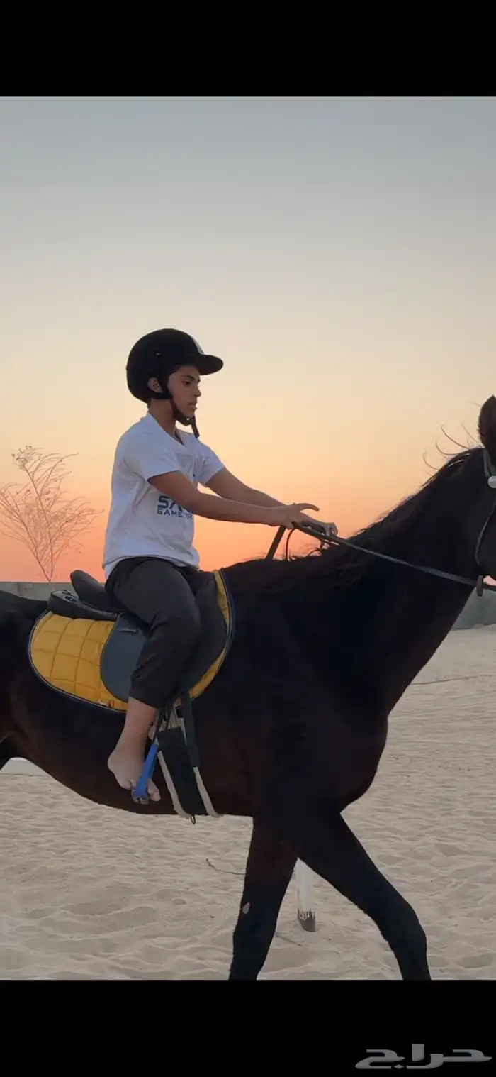 تم فتح التسجيل للتدريب على ركوب الخيل 1
