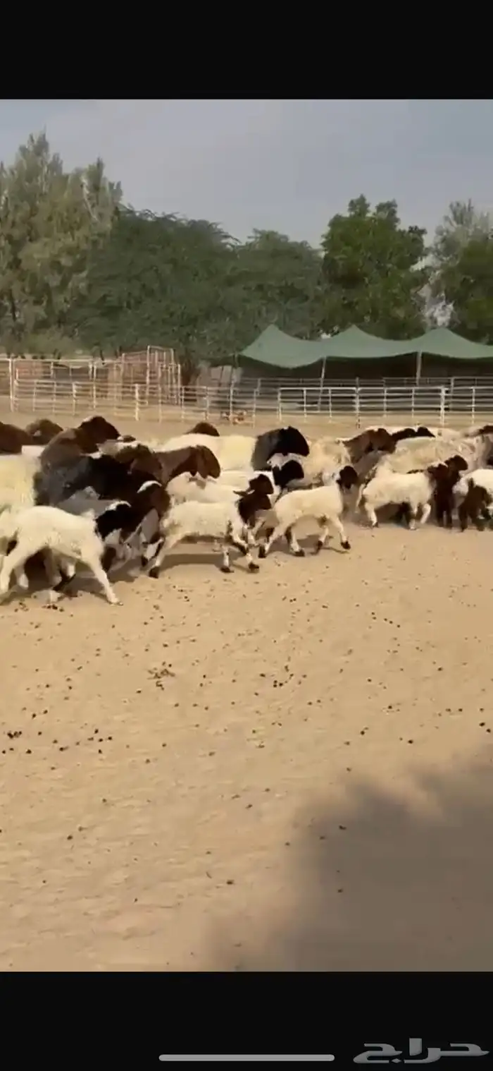 رغايث نعيم فاخره 0